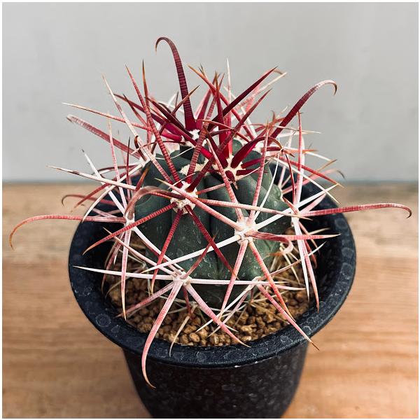 サボテン：フェロカクタス 赤刺金冠竜*幅4cm ☆赤松実生 : 遊恵盆栽