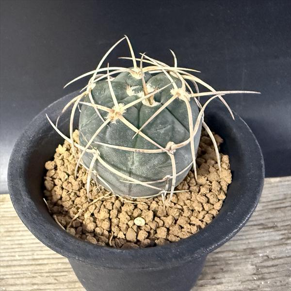 サボテン：ギムノカリキウム 光琳玉*幅3cm ☆赤松実生 : 遊恵盆栽