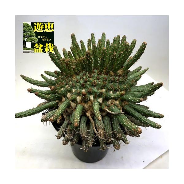 多肉植物：ユーフォルビア フスカ 蛮蛇頭*幅22cm 現品！一品限り