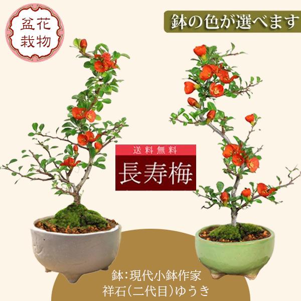 小品盆栽：長寿梅(鉢 現代小鉢作家 祥石(二代目)ゆうき)*鉢が選べる