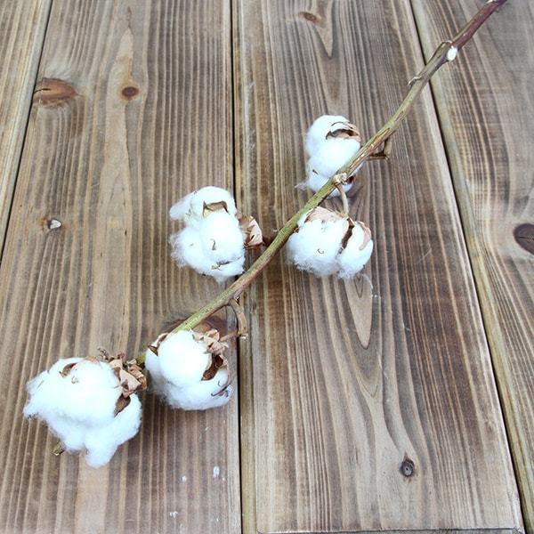 ドライフラワー 花材 即日出荷 コットンフラワー ナチュラルホワイト