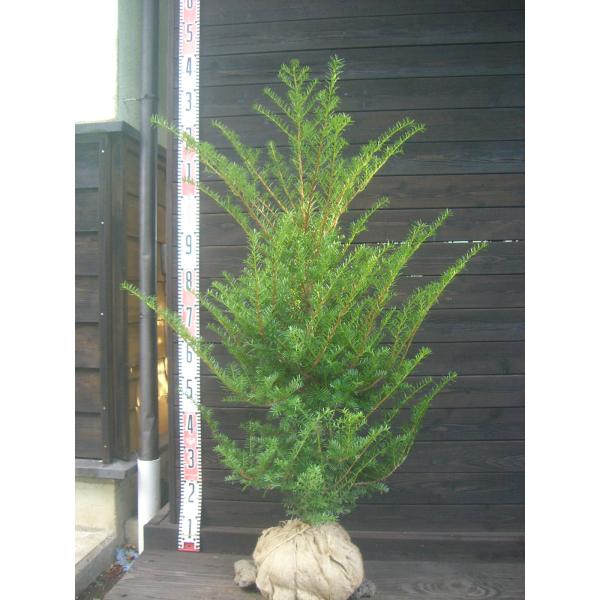 イチイ・アララギ 【雄株】 : 横の植木屋さん - 通販 - Yahoo!ショッピング