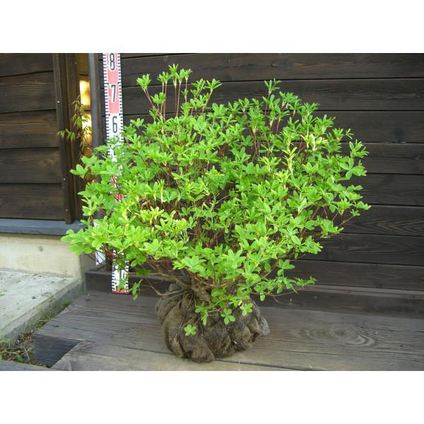シロヤシオツツジ 良形良株 : 横の植木屋さん - 通販 - Yahoo!ショッピング