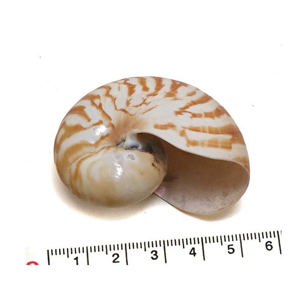 yunyuzakka-com_59958