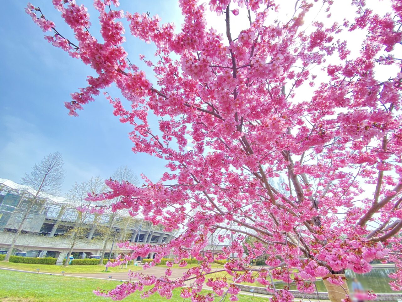 七北田公園の“ゆづ桜”が満開に！ネモフィラとの春景色も楽しめる | 泉