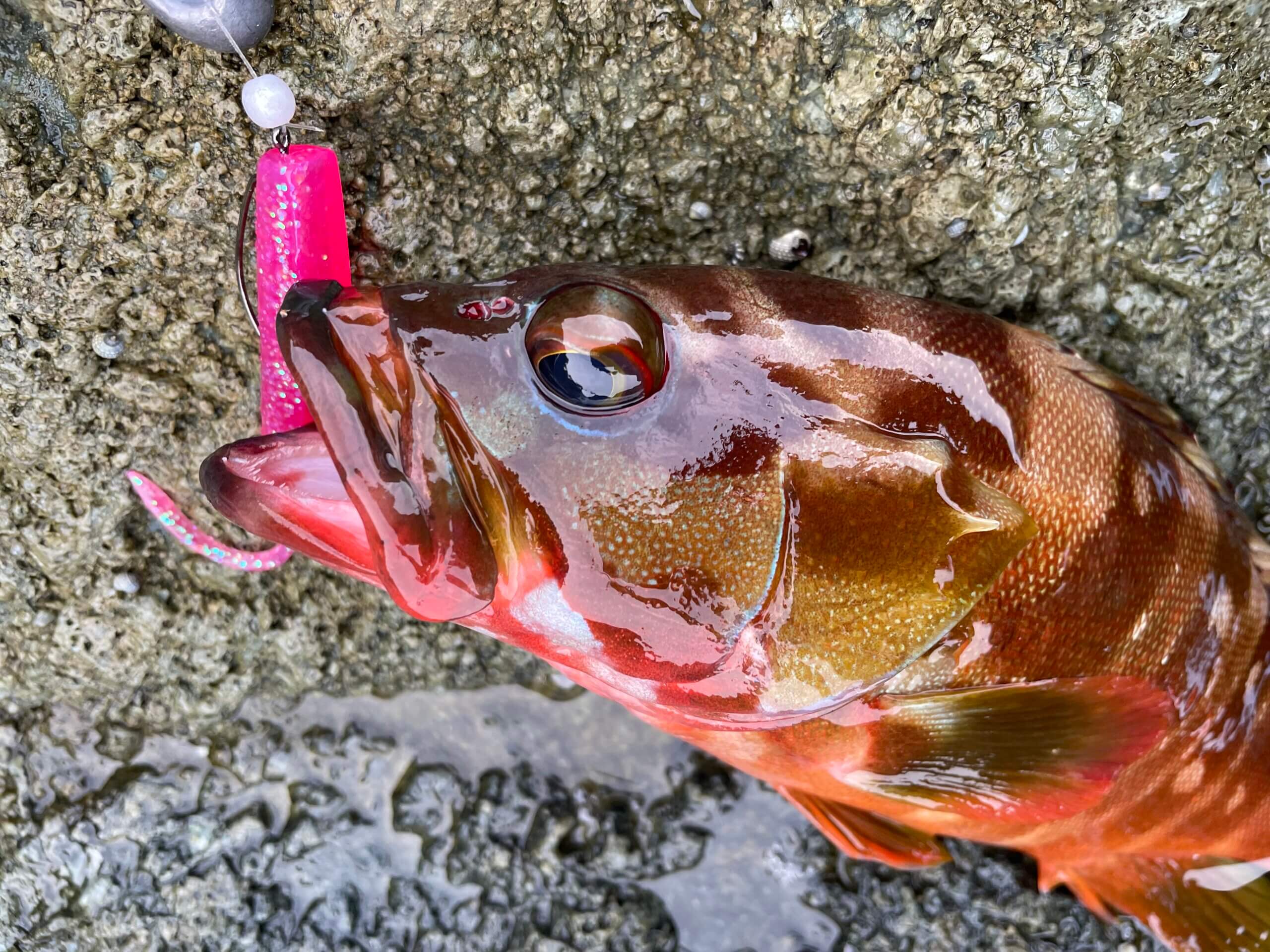 ロックフィッシュの狙い方 | ジャクソン | Jackson | ルアー | 釣り