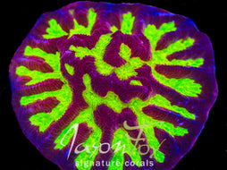JASON FOX SUNDROP CHALICE – Jason Fox Signature Corals