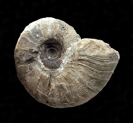 ゴウドリセラス・デンセプリカタム（アンモナイト） | 日本大百科全書