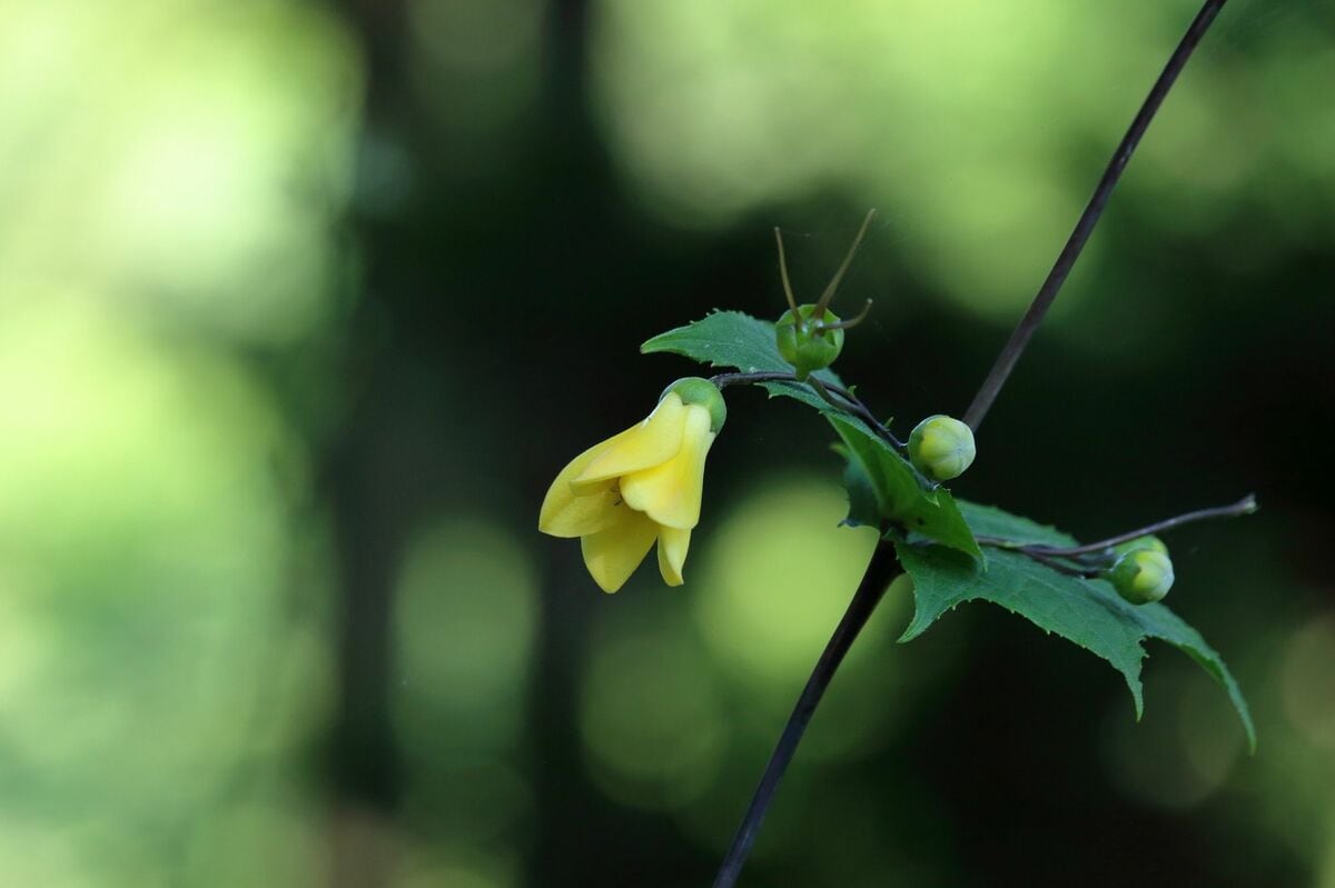 古書 希少本 日本植物編 矢田部良吉著 古書 希少本 日本植物編 矢田部