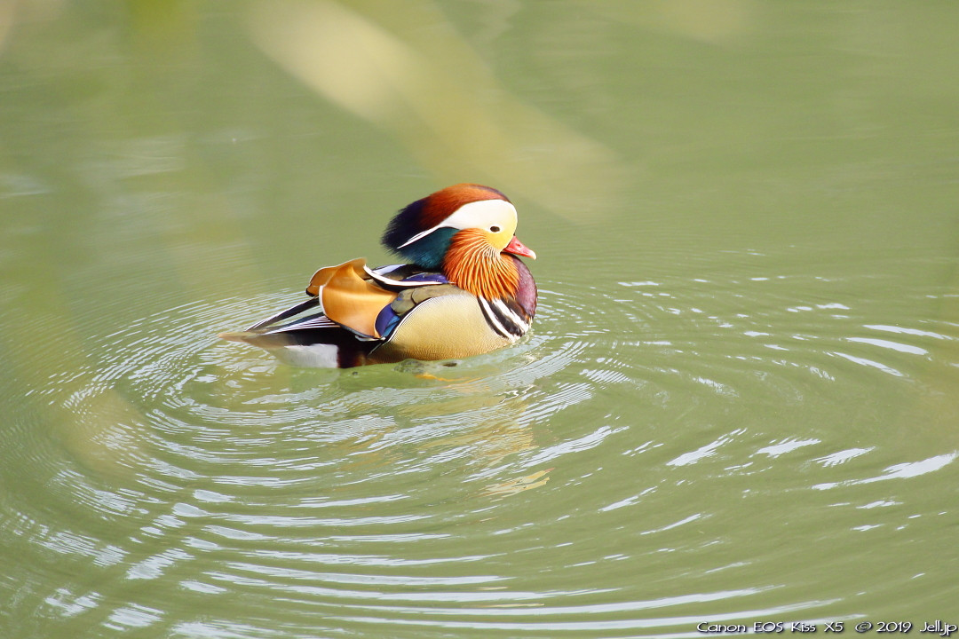 オシドリ｜八丁湖公園 | お出掛け＆写真撮ろうよ♪