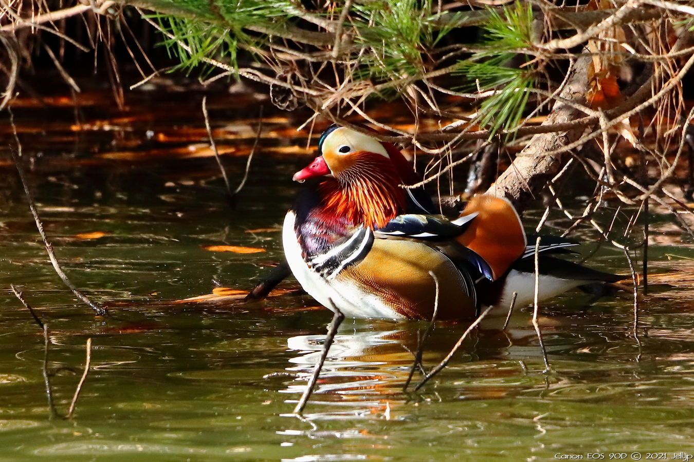 オシドリ｜八丁湖公園 | お出掛け＆写真撮ろうよ♪