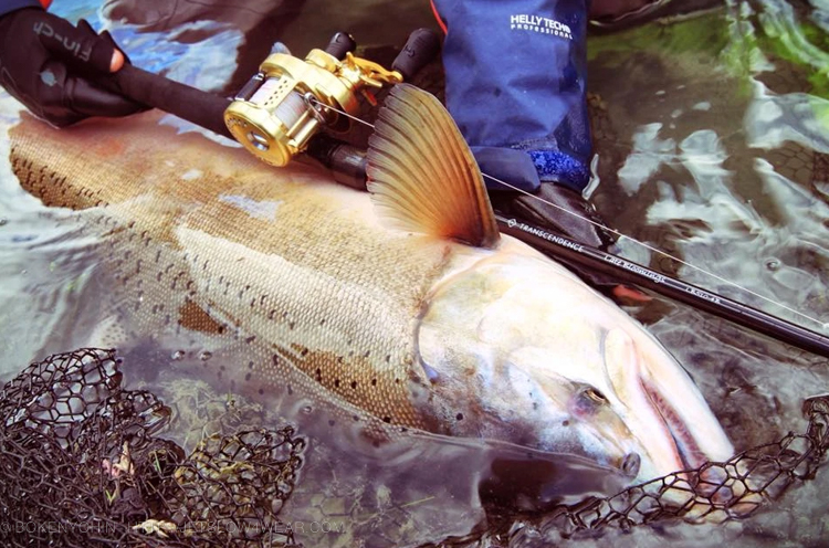 TRANSCENDENCE]LateBloomings510+ Rev2.0レイトブルーミングス510+