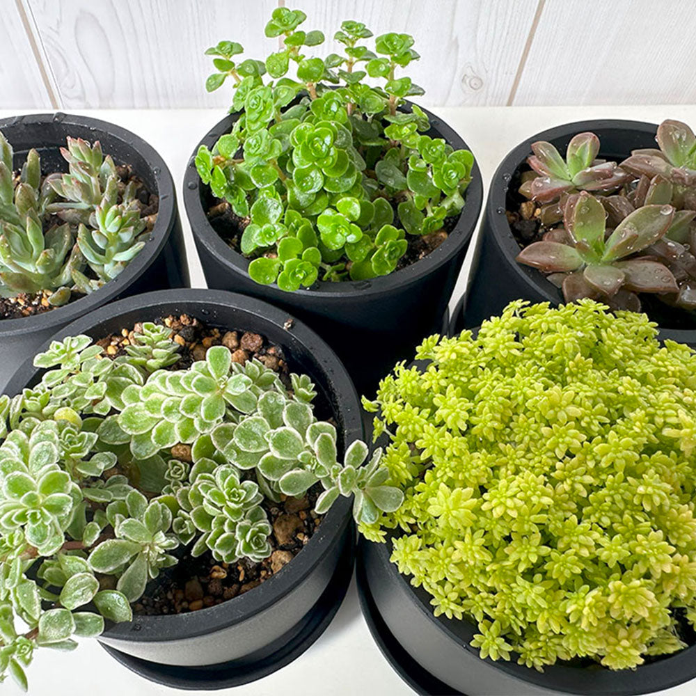 お庭やベランダを彩る！セダムを美しく育てる完全マニュアル – Jewelry