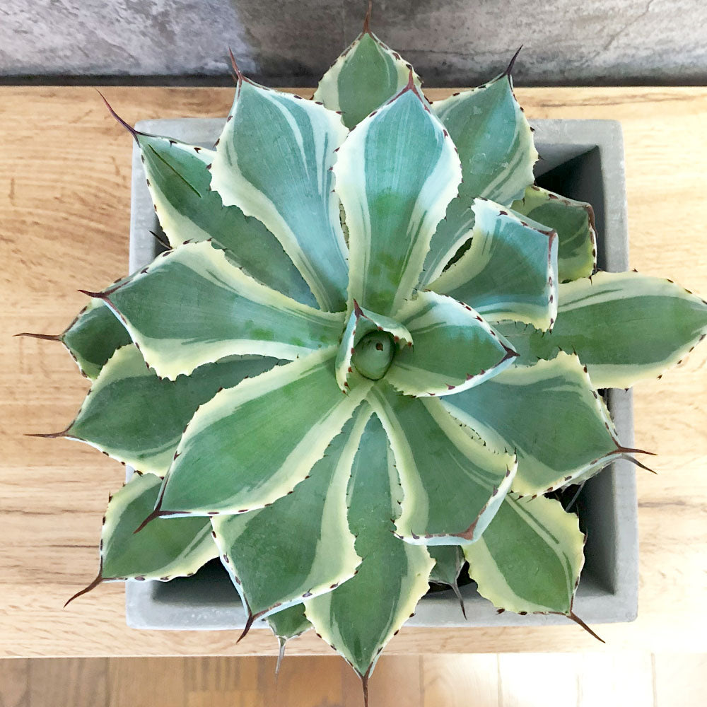 観葉植物「アガベ 吉祥冠錦」の育て方ガイド – Jewelry Plant online