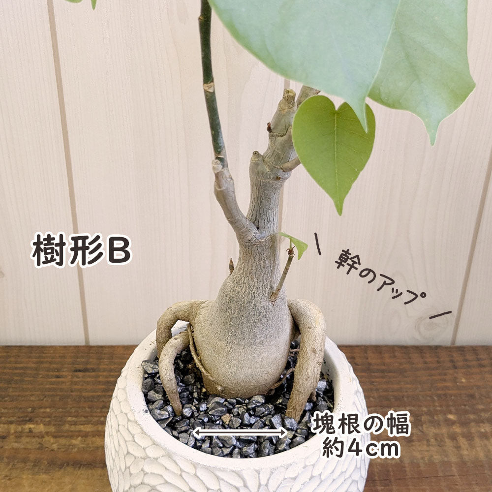観葉植物 プセンド ボンバックス エリプティクム 4号 選べる樹形 現品