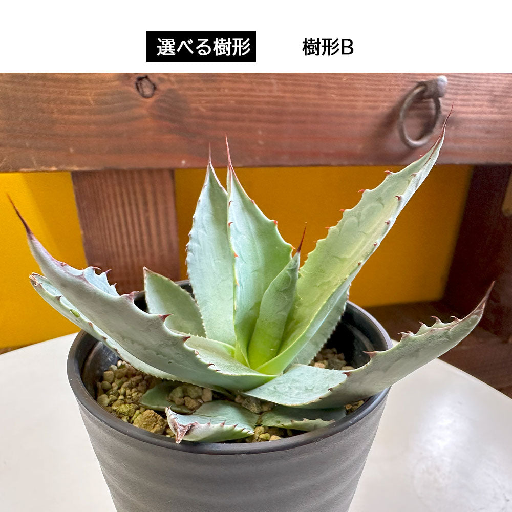 宝石のような観葉植物のお店 【Jewelry Plant】 アガベ オバティ