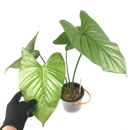 Homalomena - Jiffy Plants