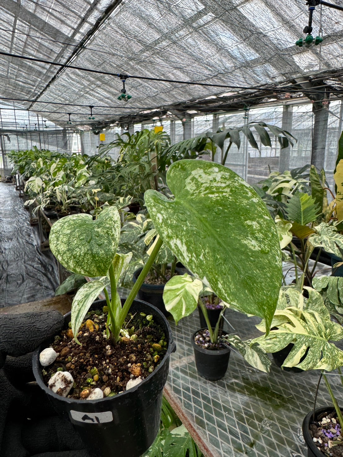 S*T様 5株セットms41【特別選抜】ホワイトモンスター／天津蘭