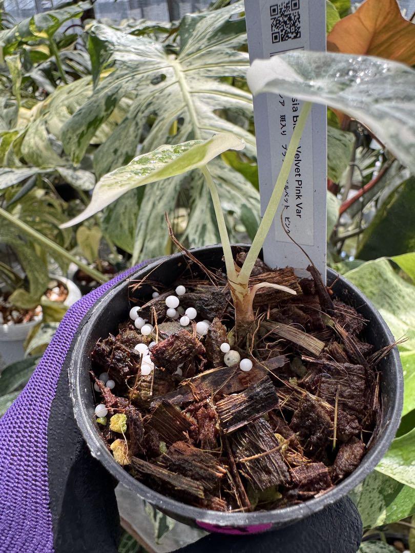 アロカシア ブラックベルベット ピンク 斑入り 2号【漆黒の葉に映える