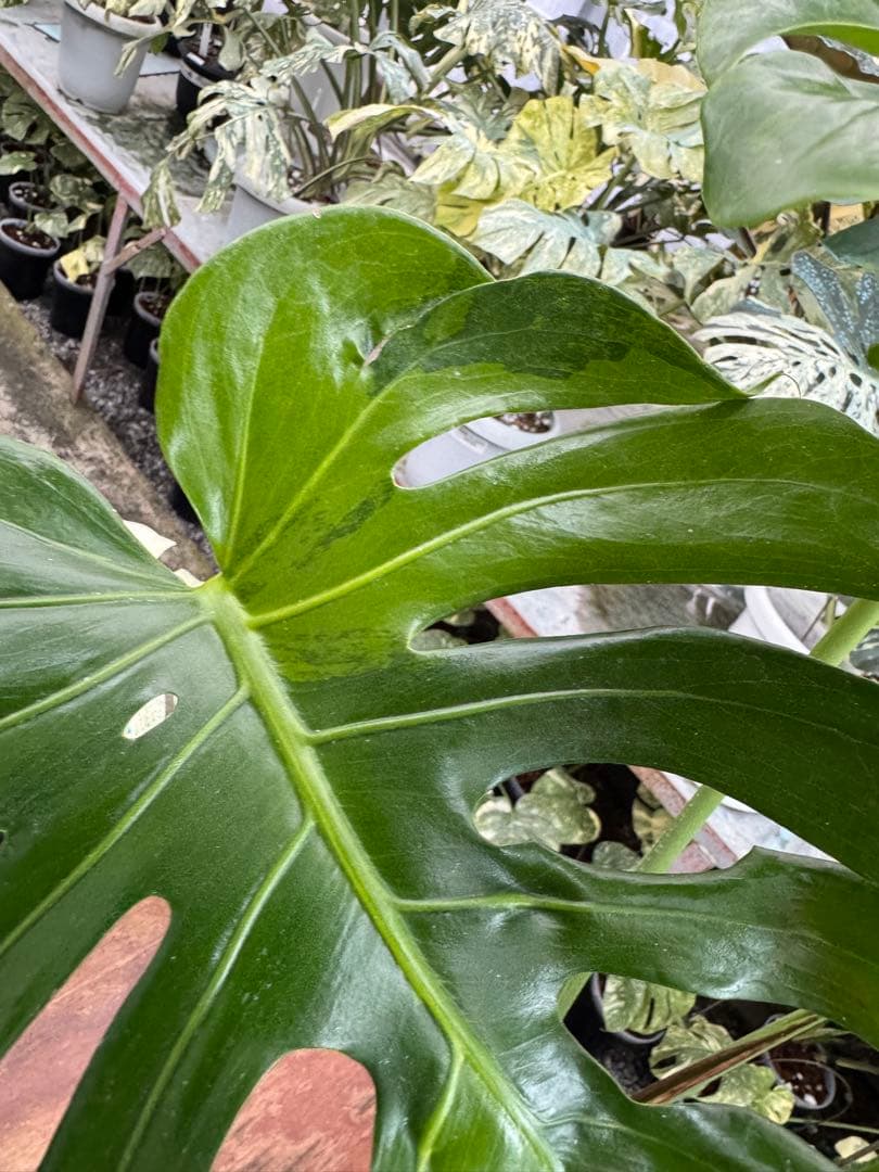 モンステラ グリーンオングリーン（GOG） – JolieNursery