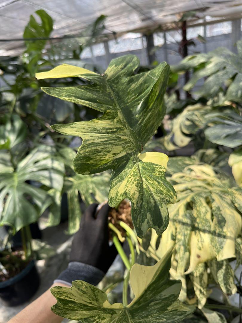 フィロデンドロン キティナ (フロリダビューティー x マヨイ