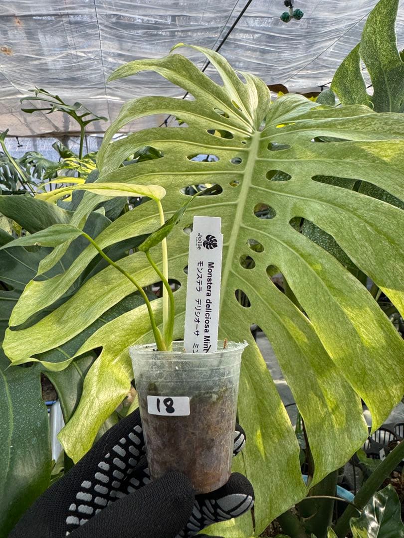希少種】モンステラ デリシオーサ ミント｜2号（2寸ポリポット