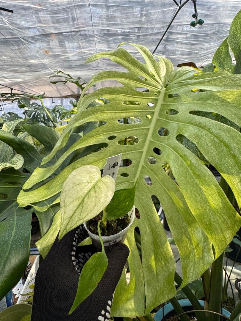 希少種】モンステラ デリシオーサ ミント｜2号（2寸ポリポット