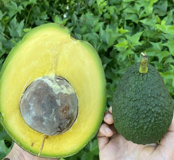 Avocado-Marcus Pumpkin Tree by Zills Type B — Jolly Green Nursery