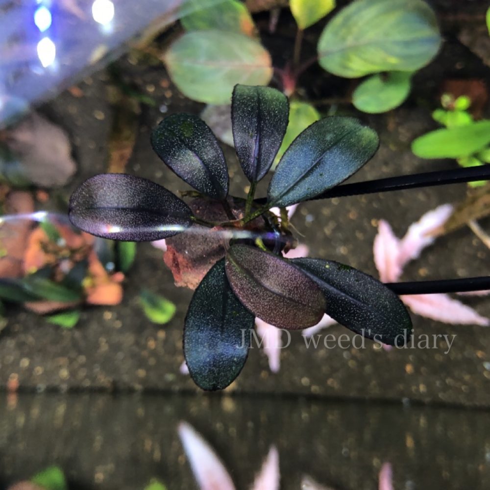 ブセファランドラ sp.スーパー パープルBucephalandra sp.super purple