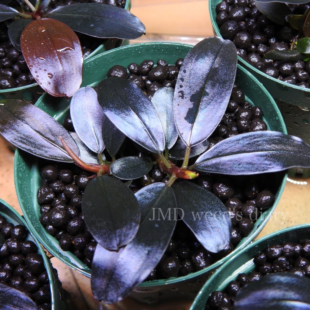 ブセファランドラ sp.スーパー パープルBucephalandra sp.super purple