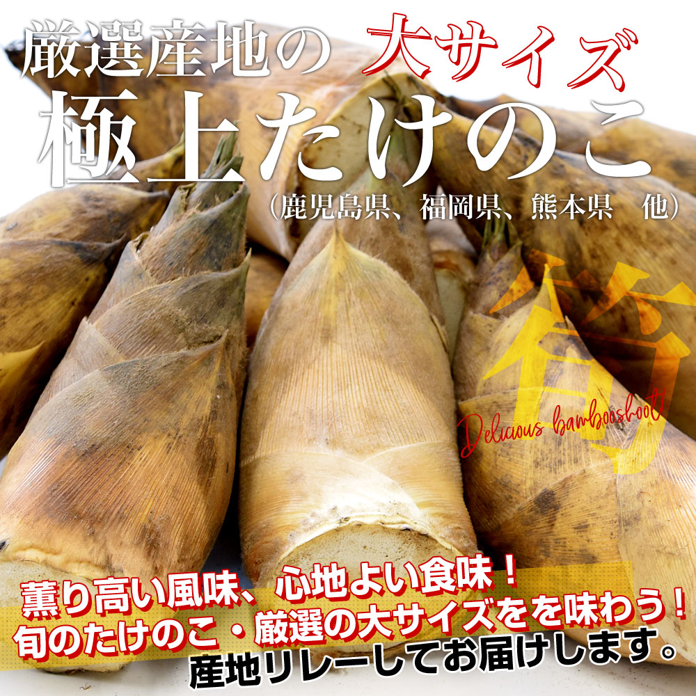 厳選産地の極上たけのこ 大サイズ4キロ（6本から10本前後）鹿児島県