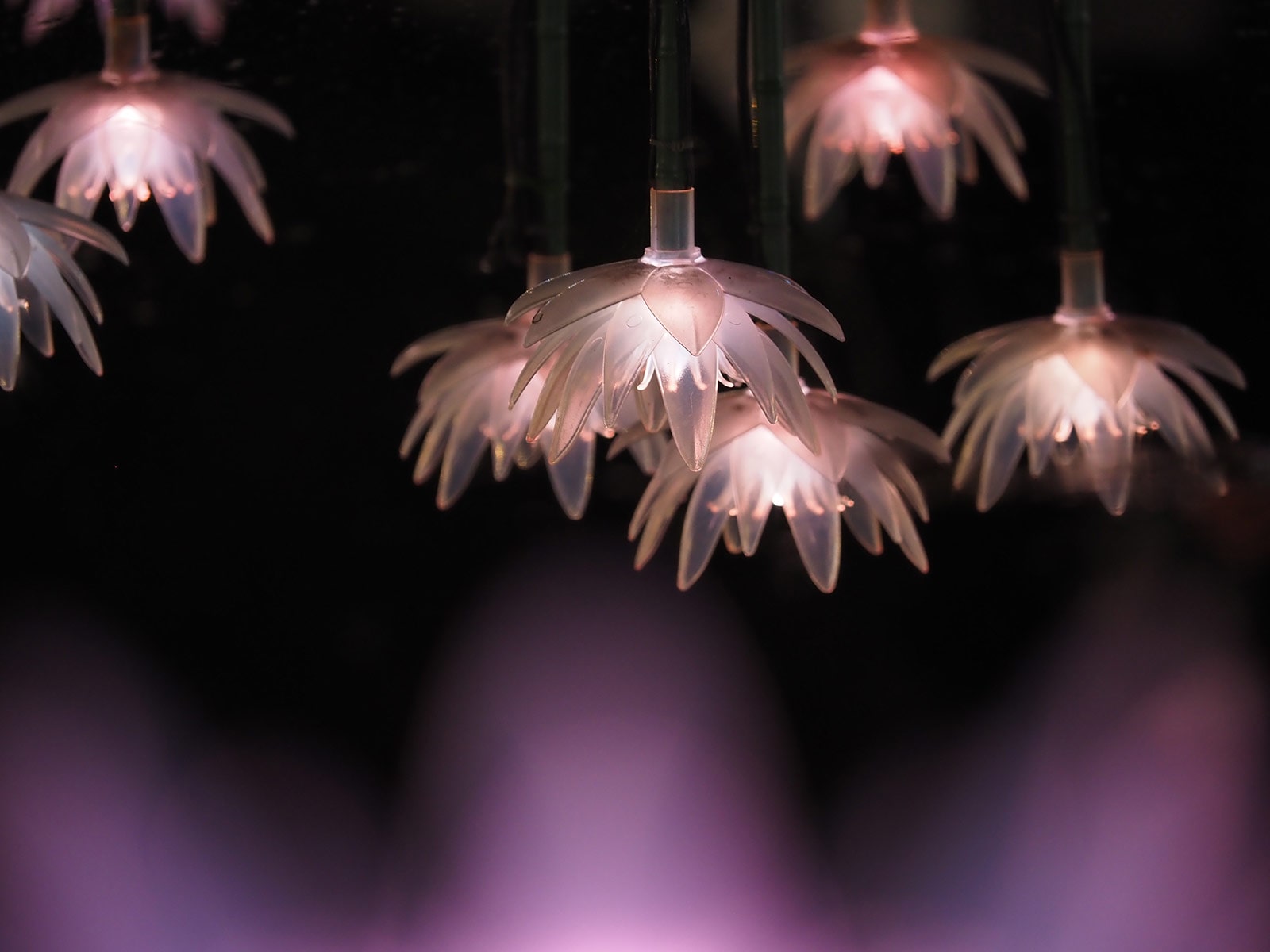 写真家 吉住 志穂 × M.ZUIKO DIGITAL ED 40-150mm F4.0 PRO ～美しい