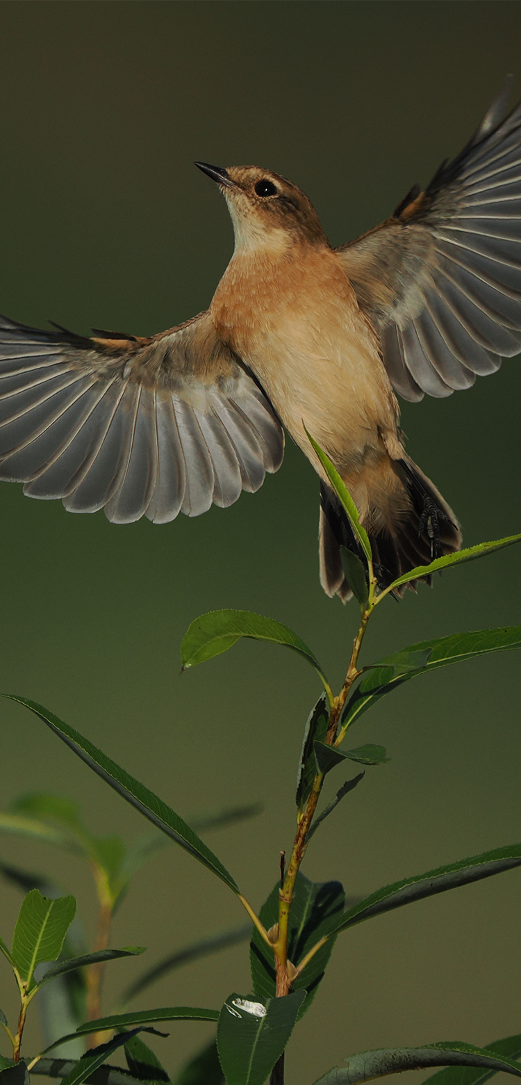 基本情報｜M.ZUIKO DIGITAL ED 150-400mm F4.5 TC1.25x IS PRO｜M