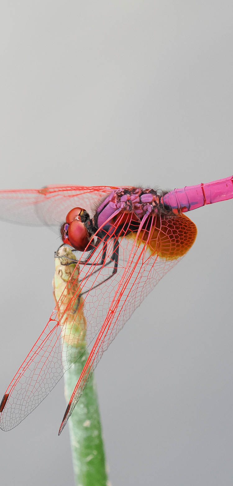 基本情報｜M.ZUIKO DIGITAL ED 150-600mm F5.0-6.3 IS｜M.ZUIKO