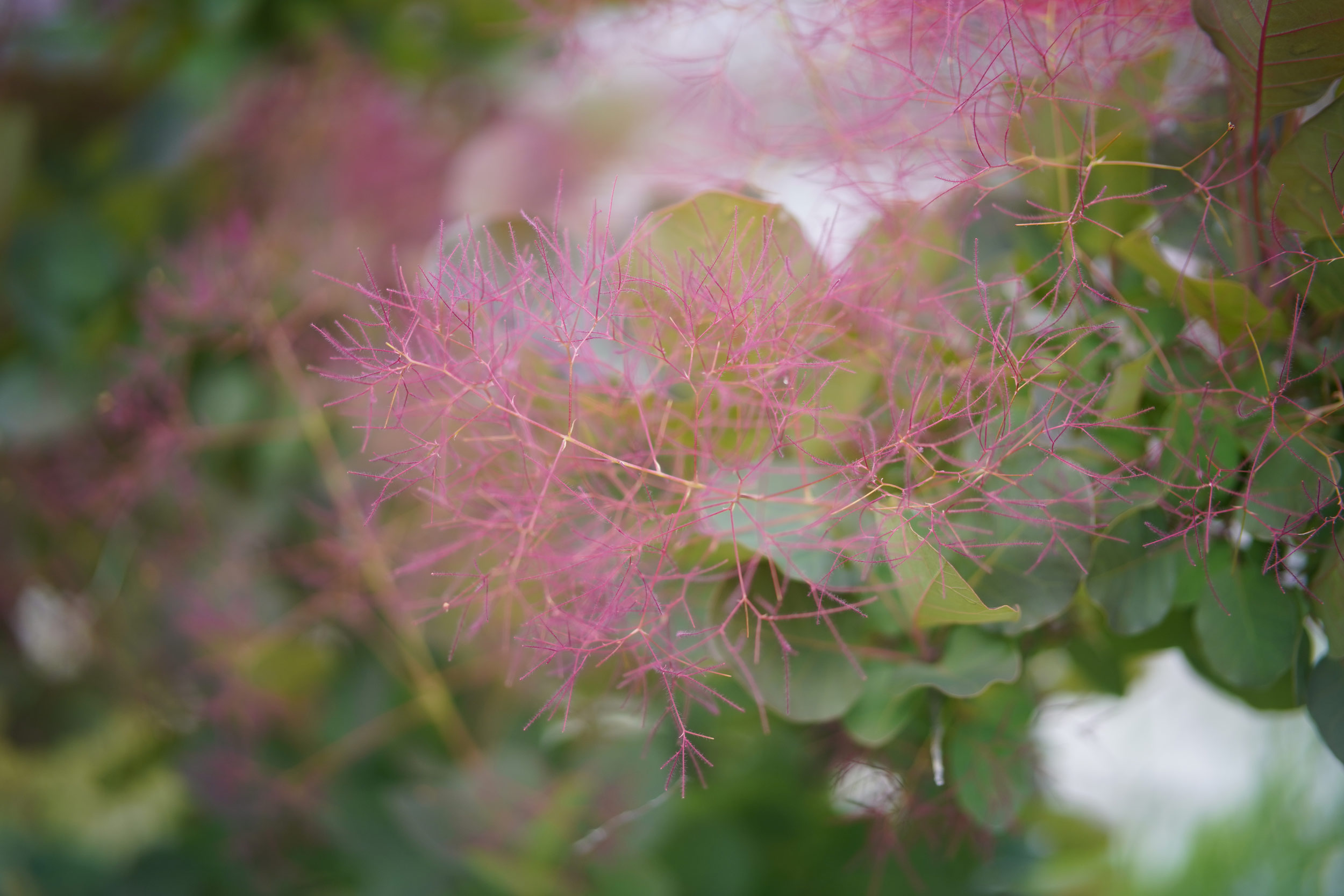 七工匠 7Artisans「50mm F1.8 AF」ニコンZマウント発売。優れた描写を