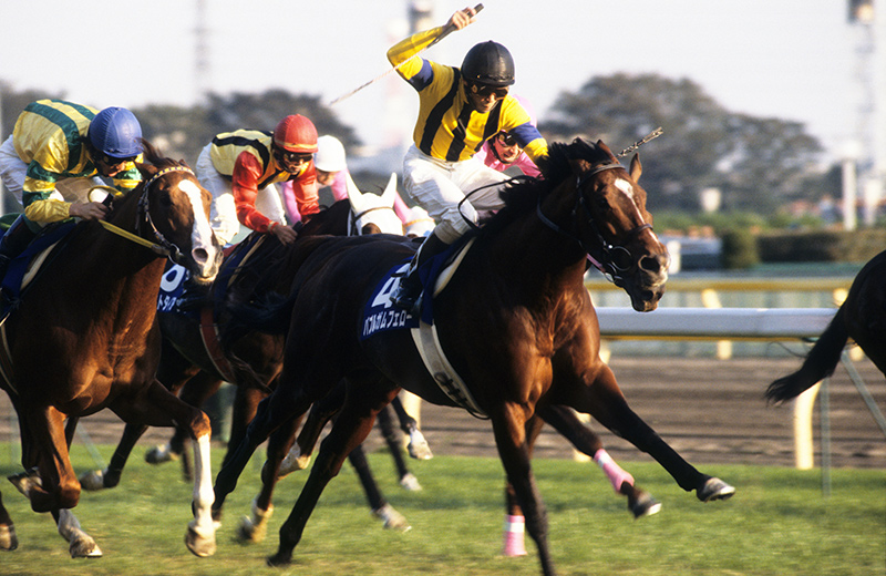 バブルガムフェロー｜名馬メモリアル｜競馬情報ならJRA-VAN