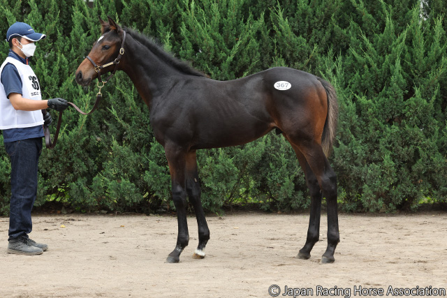 高額取引馬(当歳)｜セレクトセール2022特集｜競馬情報ならJRA-VAN