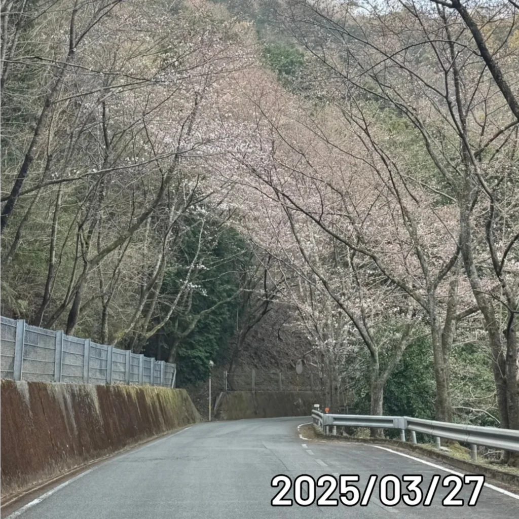 2025/03/27開花状況 | 神山森林公園