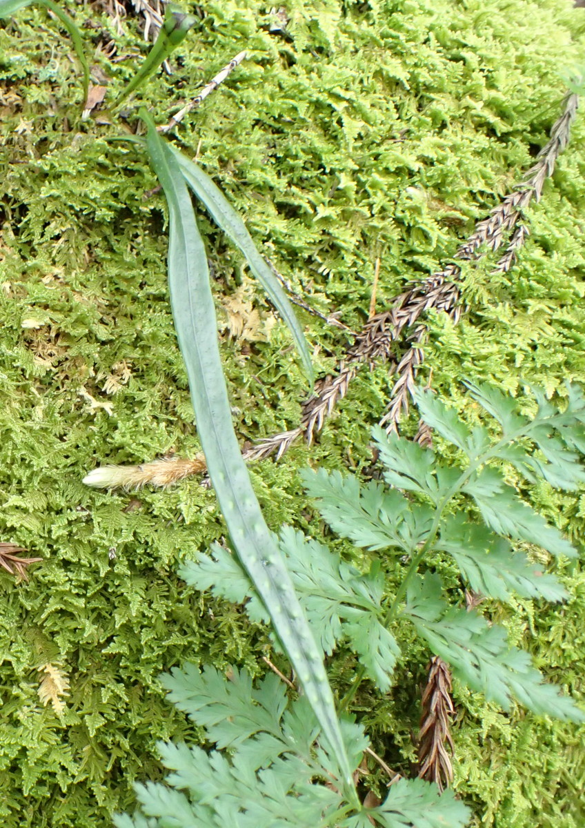山野草 シダ ウロコノキシノブ 胞子培養 園芸ネット本店｜シダ