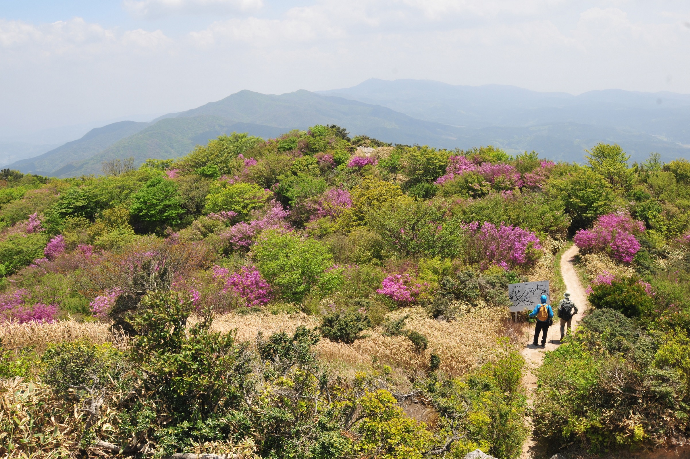 井原山（コバノミツバツツジ） | つなぐ糸島 ｜ 糸島観光サイト