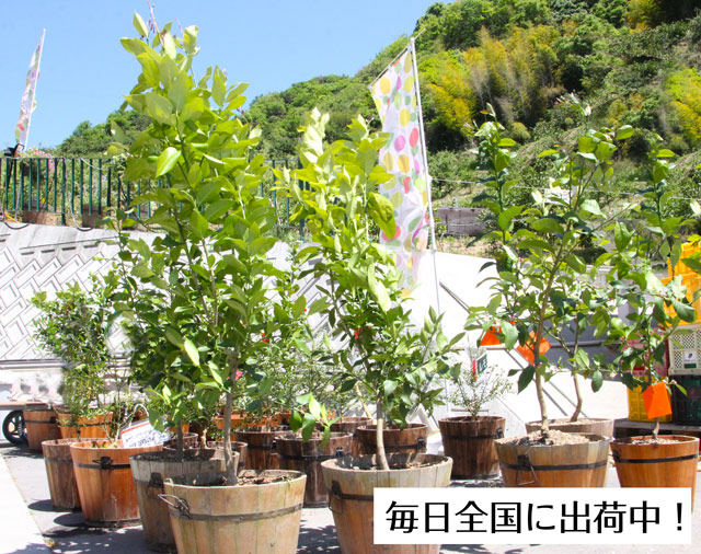 レモンツリー レモンの樹 和歌山県和歌山 観音山フルーツガーデン