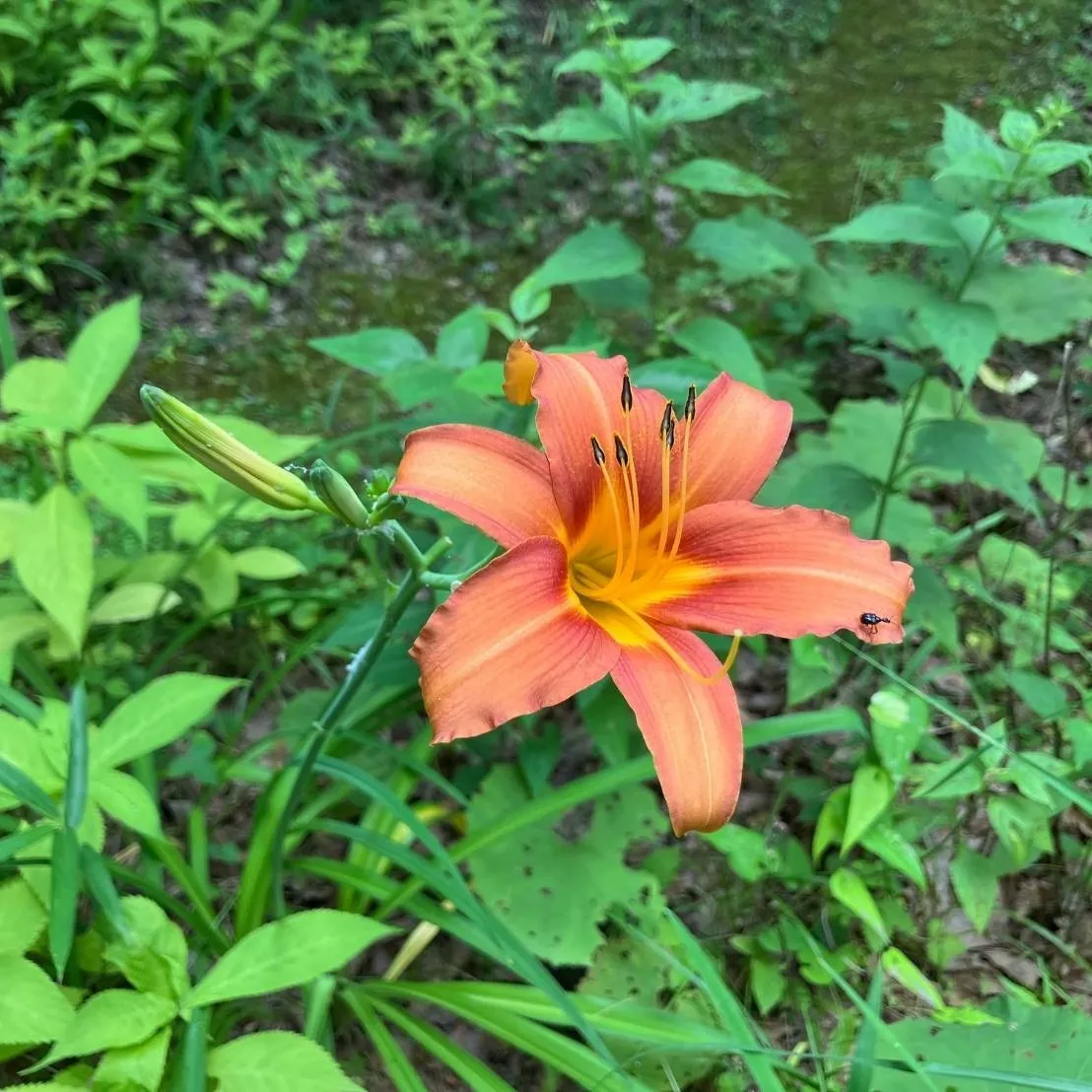 ノカンゾウ | 里山のおはなし｜叶 匠壽庵 | ホームページ