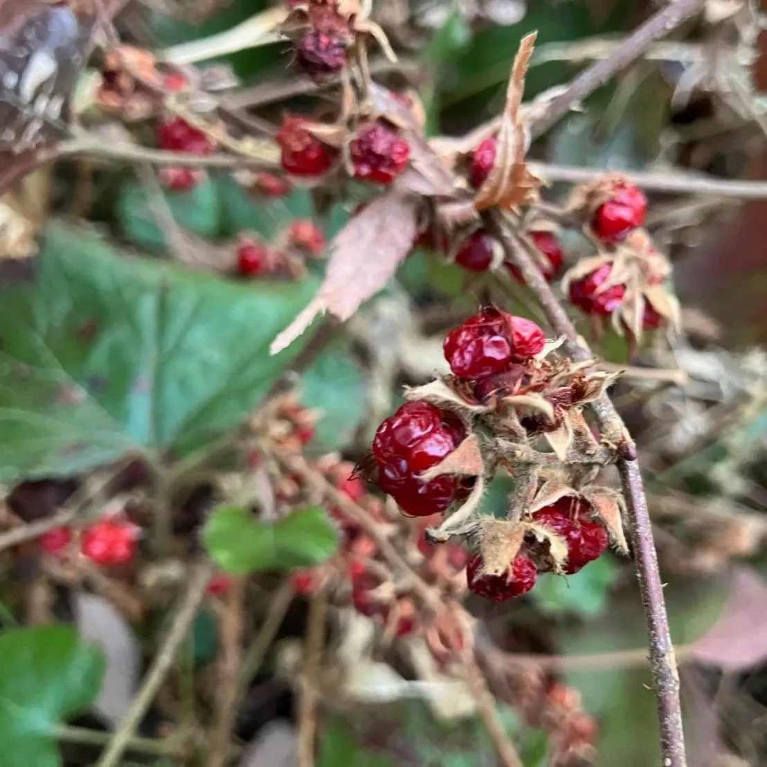キンリョウヘン株分け | 里山のおはなし｜叶 匠壽庵 | ホームページ
