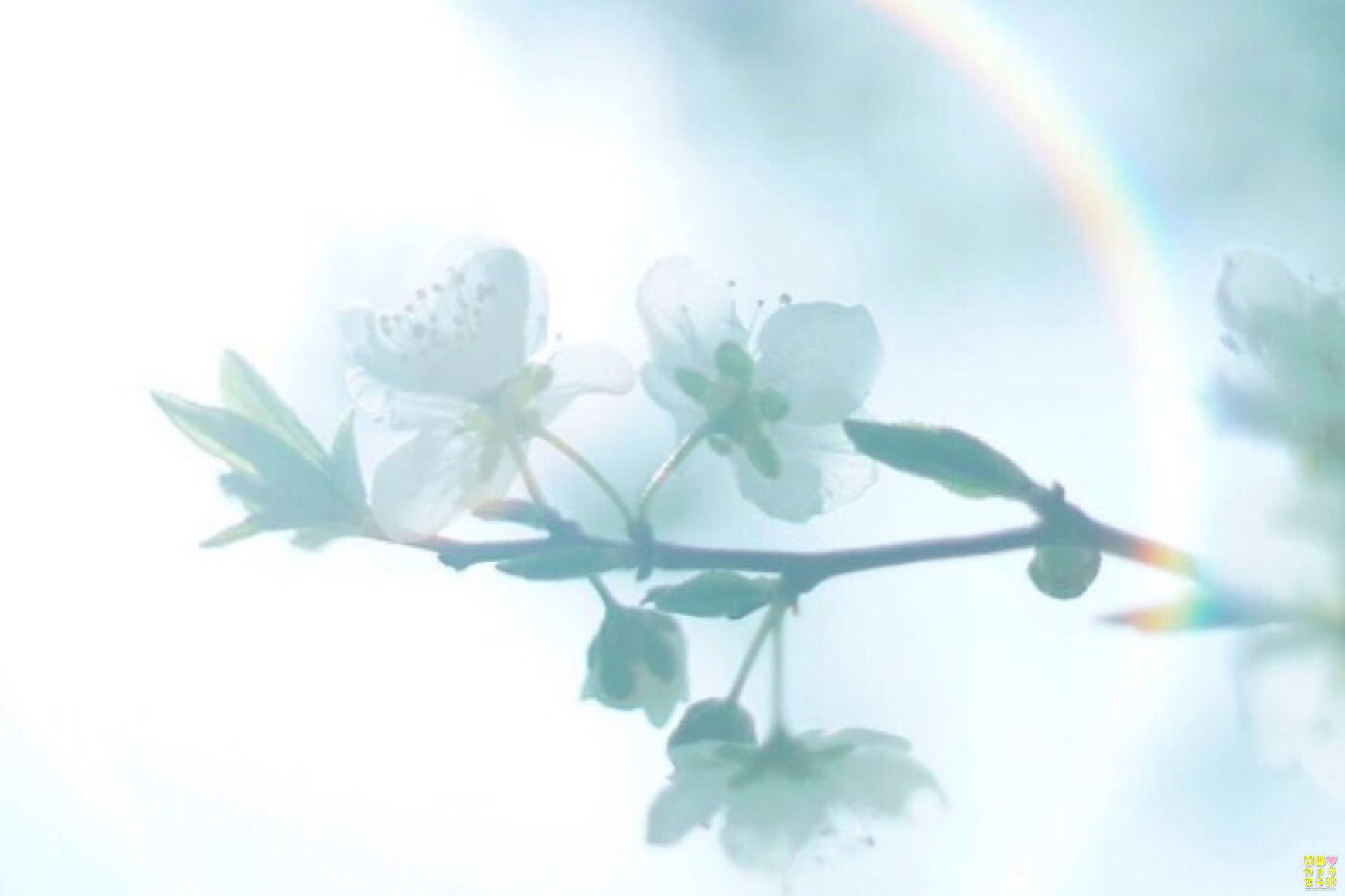 オールドレンズ 作例 その1 - 関西カメラ女子部