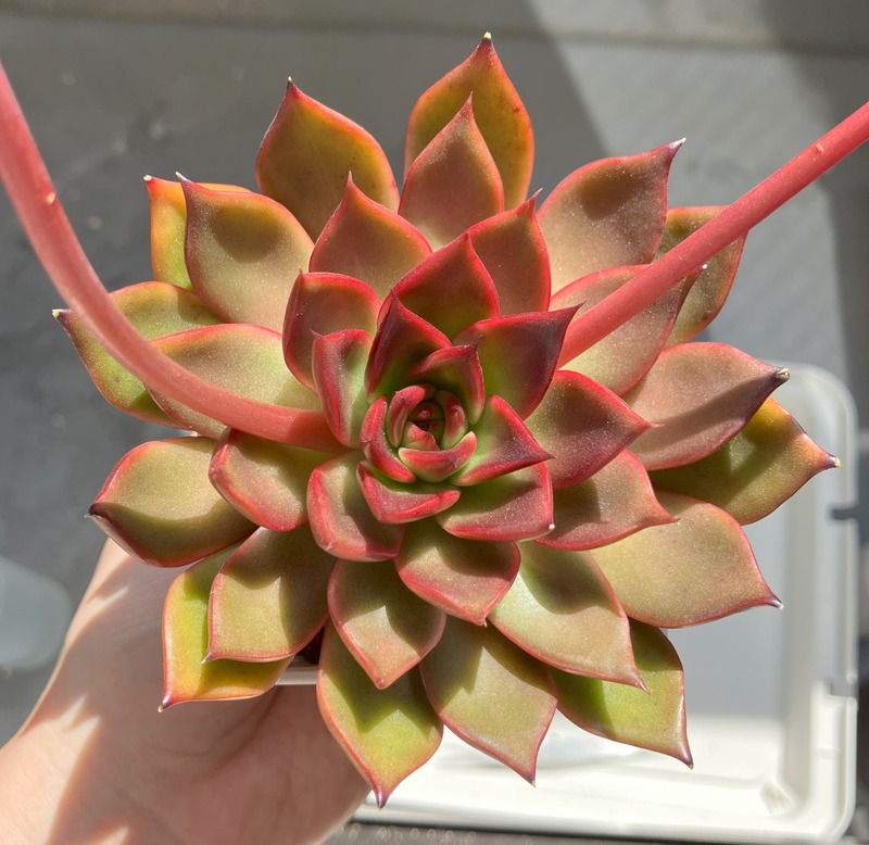 観察記録『アガボイデス ルブラ』の育て方 | KaBaCRE.