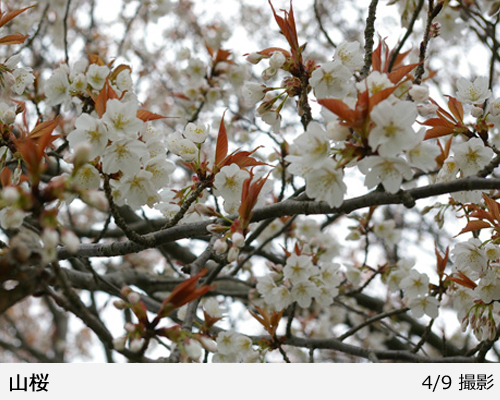 サクラ(桜) 山桜(ヤマザクラ)[五年生苗] - 果樹苗・大苗・苗木販売の