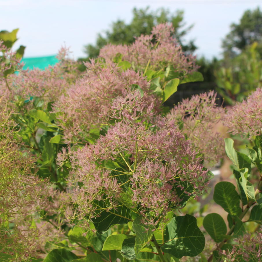 スモークツリー・マロンシュシュ 9cmポット苗 - Web-Garden 花光園
