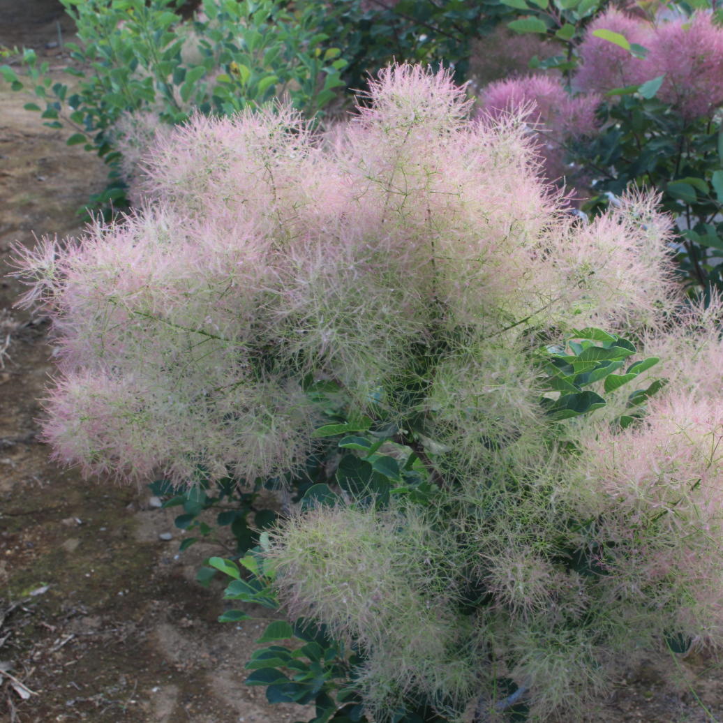 スモークツリー・パステルシュシュ 9cmポット苗 - Web-Garden 花光園