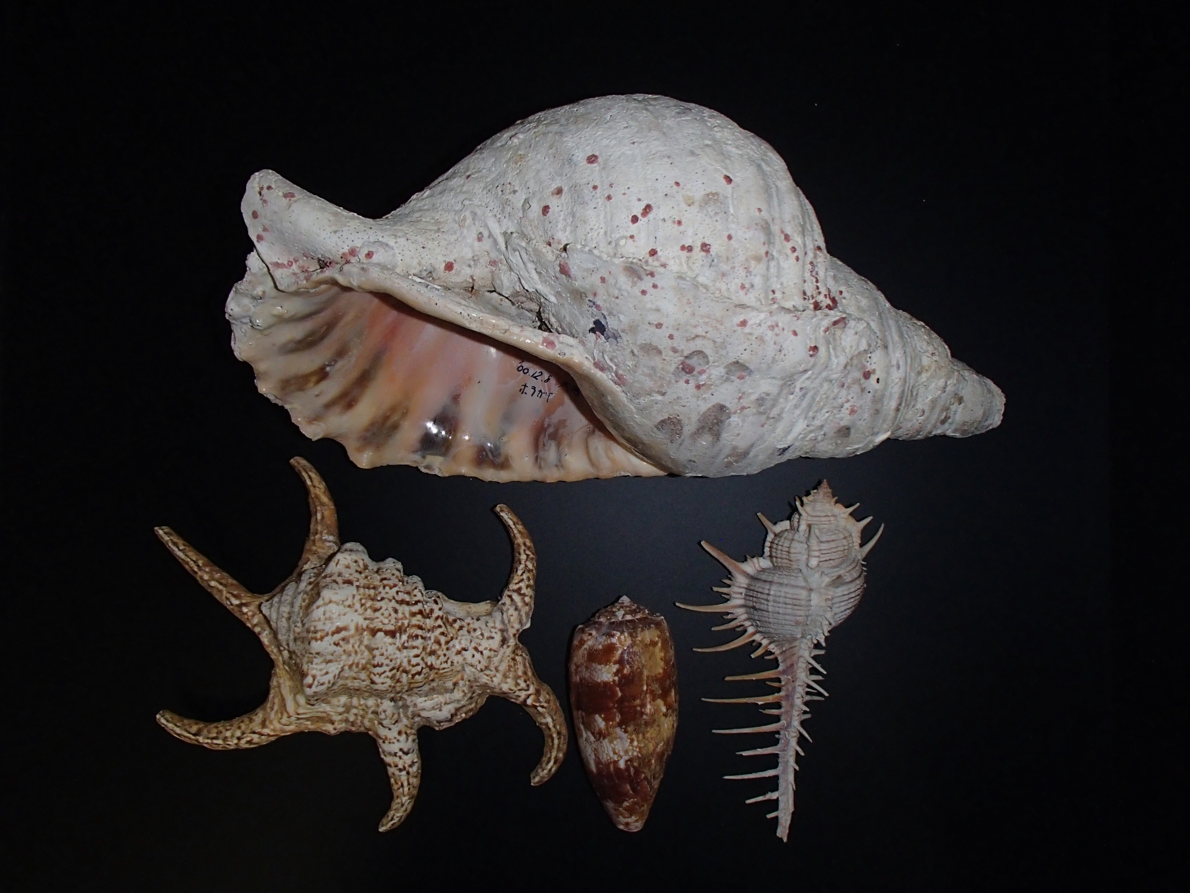 おしらせ・飼育日記｜足摺海洋館「SATOUMI」