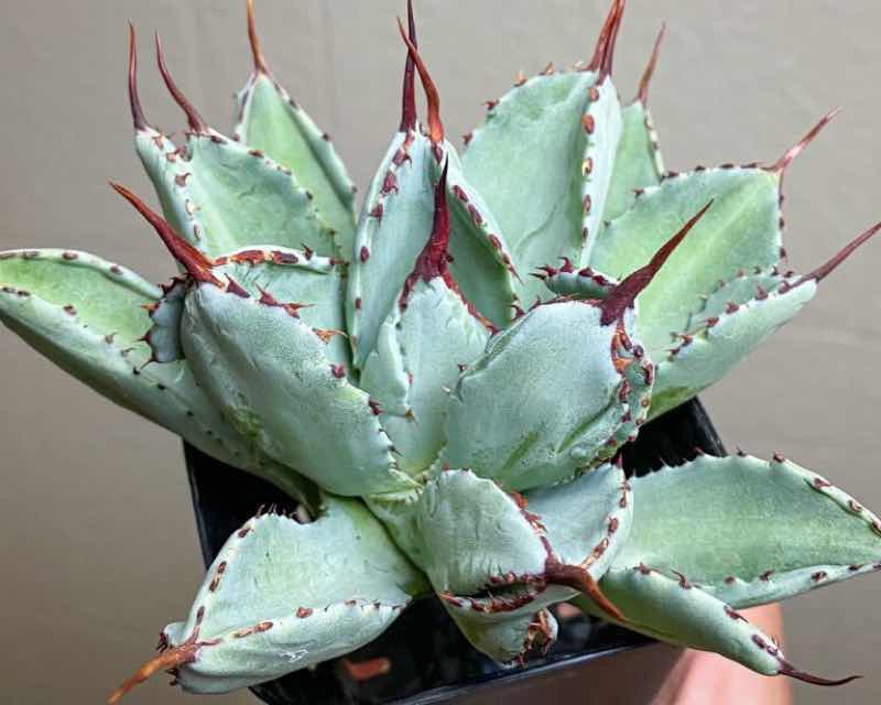 成長記録】アガベ ポタトラム キュービック(Agave potatorum 'cubic